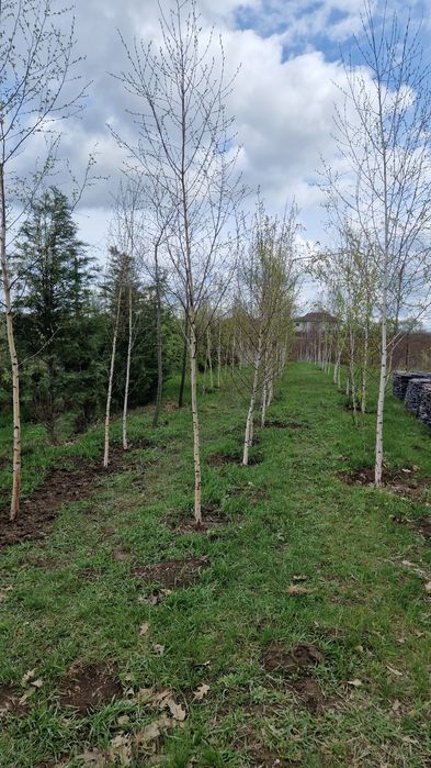 Platan artar  mesteacăn