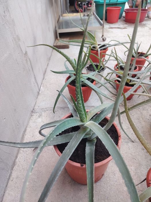 Алое вера лечебная, сорт американский.