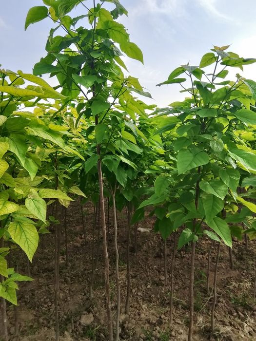 Саженцы Живой изгородь