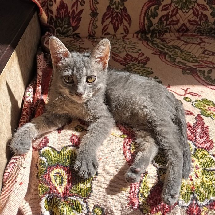 Котенок в добрые руки