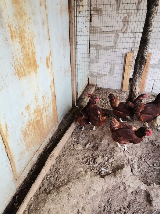 Куры породы Род Айленд