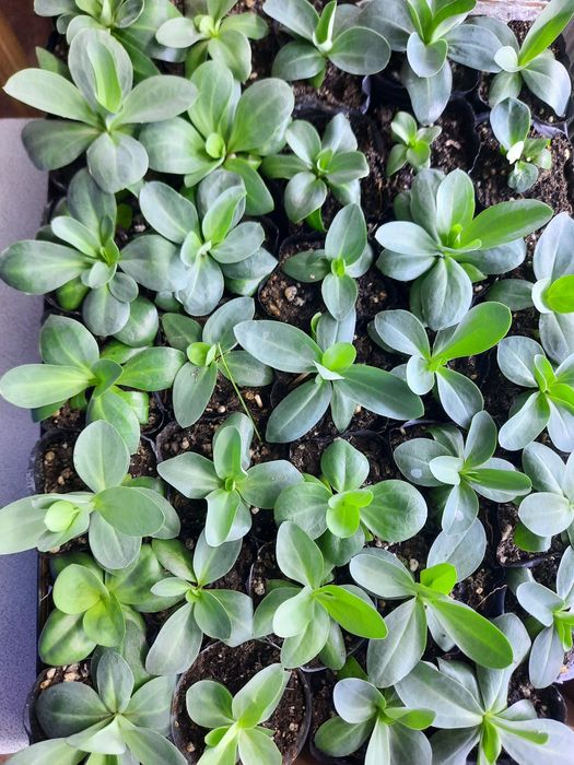 Продам уличную эустому