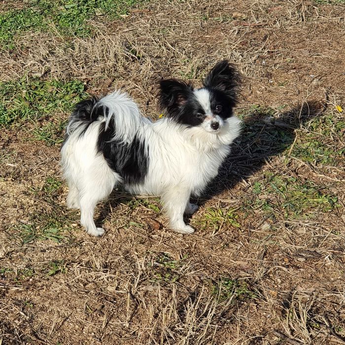 Папийони Бьлгария