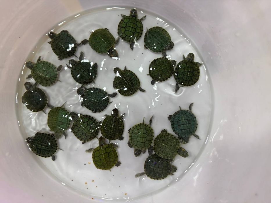 Baliq magazing assartiment kotta