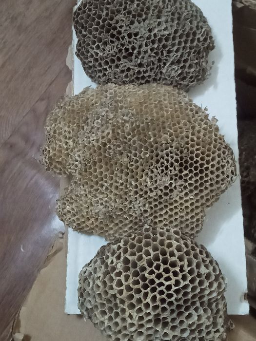 Осиное гнездо осы