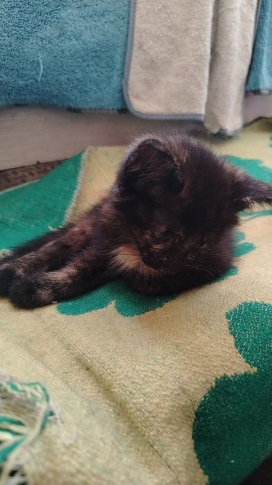 Красивые котята отдаем в хорошие руки