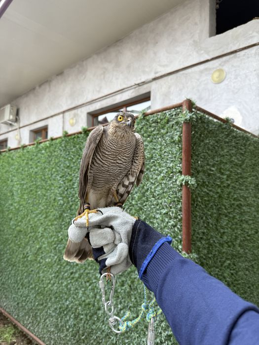 Птица ястреб перепелятник