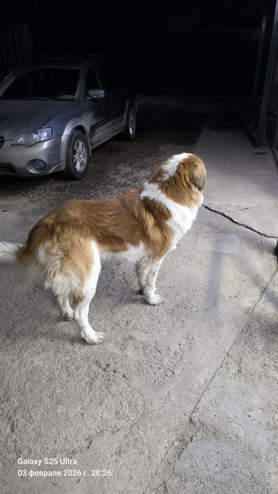 Московская сторожевая