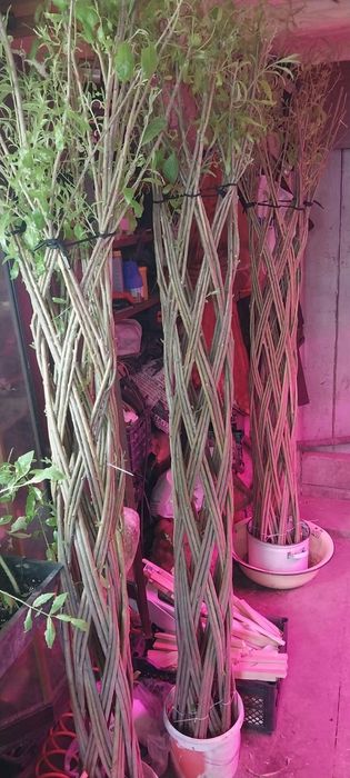 Плетеное дерево из ивы