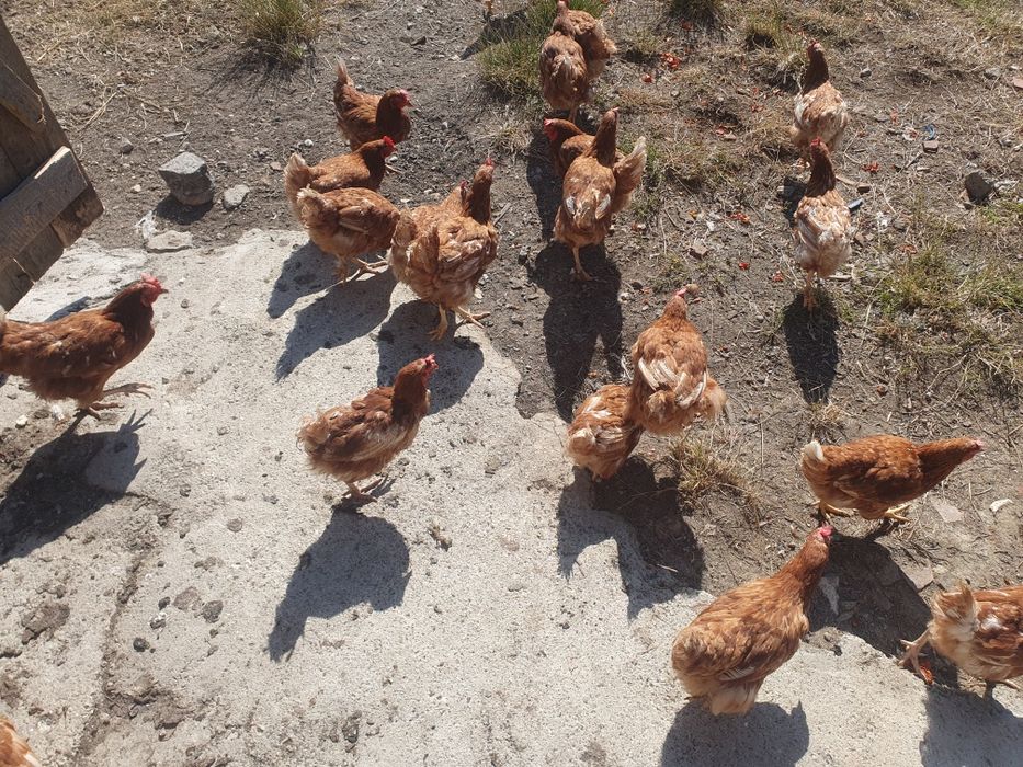 Vând găinii de combinat