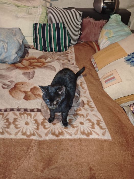 Ofer spre adopție un motănel orb