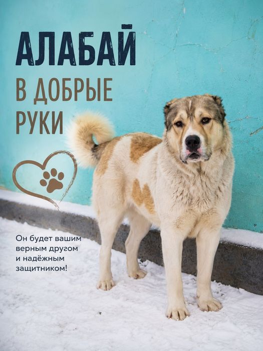 Собака алабай в добрые руки