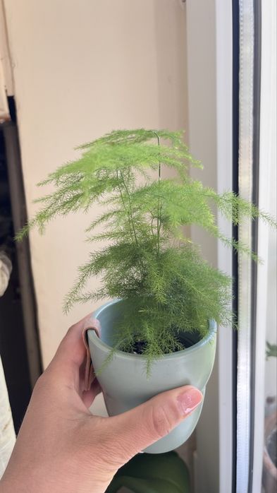 Vand Asparagus setaceus