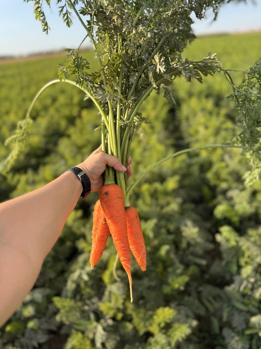 Морковь свежая с поля