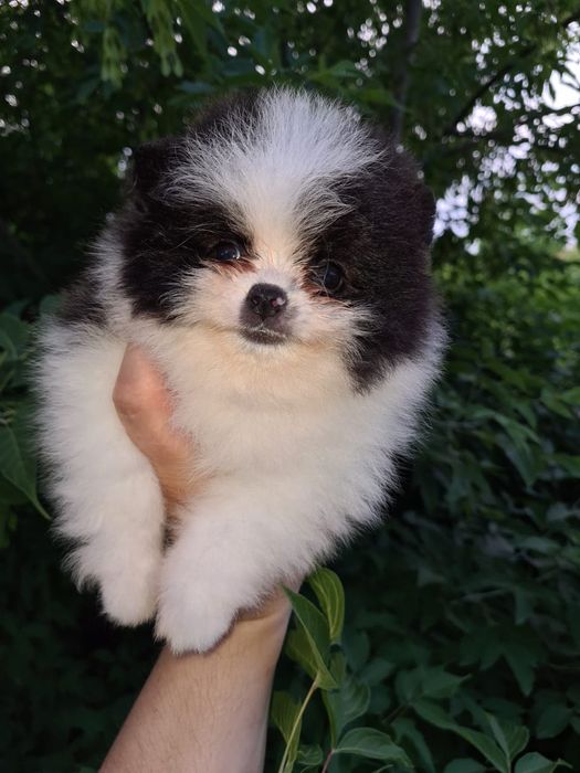 Померанский шпиц