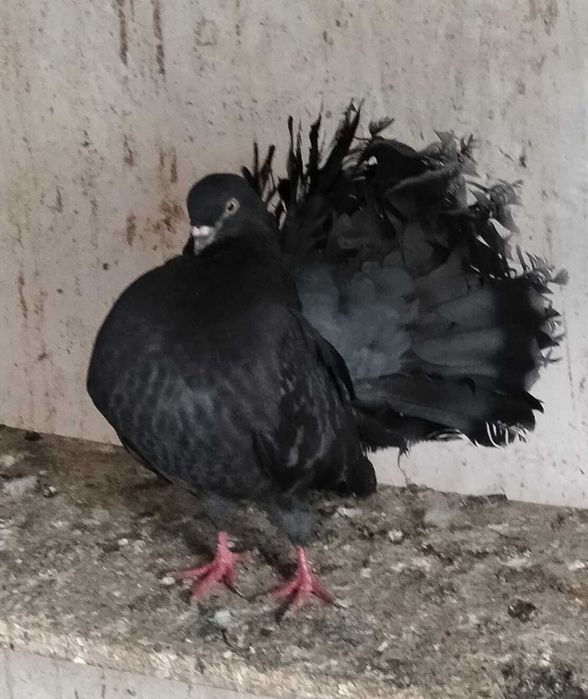 Голуби "павлины"