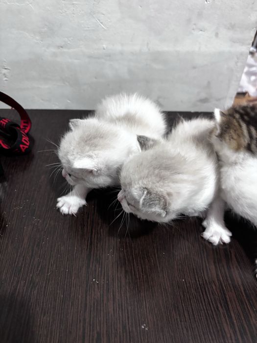 Продам котят месяц