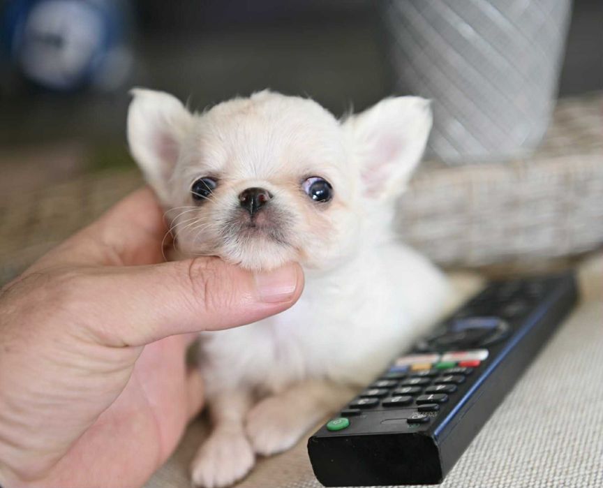 Мъжко дългокосместо мини чихуахуа