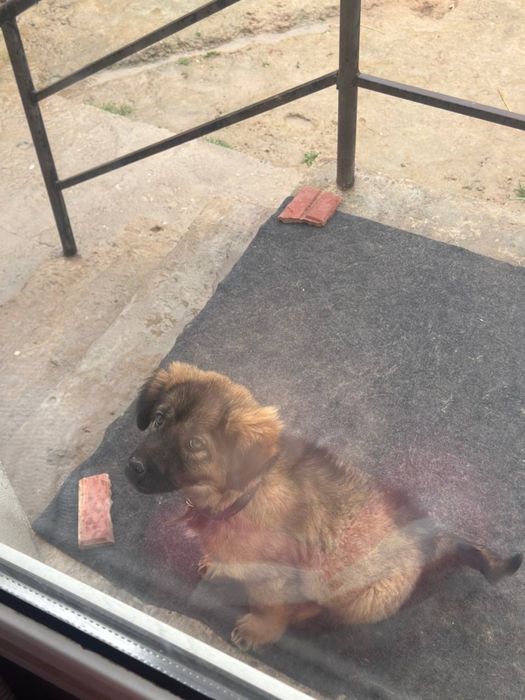 Kuchuk Jaydari zvonok Qiz bola