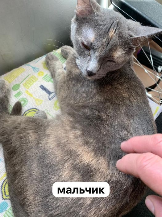 котята и взрослые кошки/коты