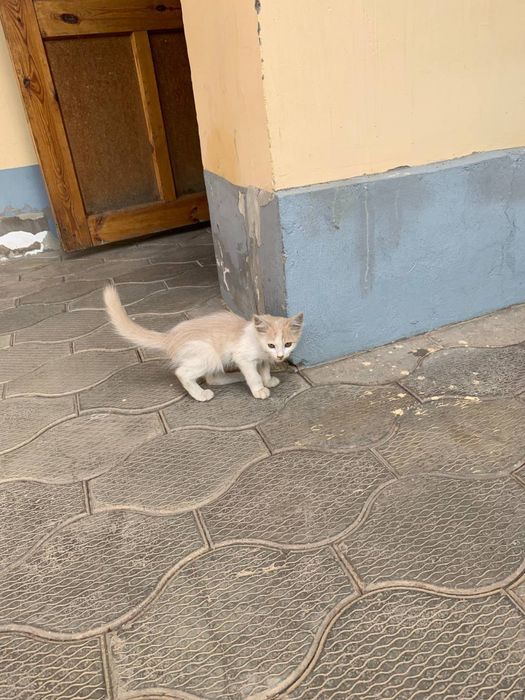 Кошки отдам даром