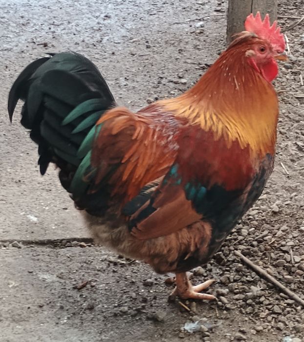 Cocoșei de prăsilă