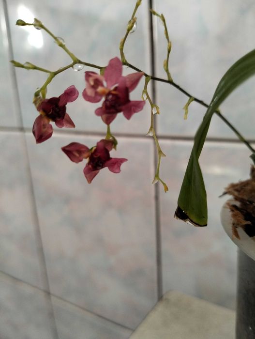 Орхидея онцидиум темный цвет