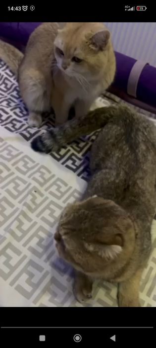 Золотистий шиншилла NY12 опитный