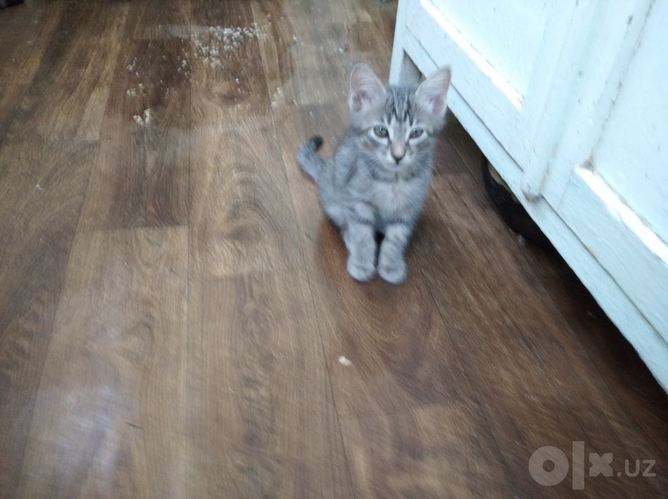 Котята домашние чистенькие