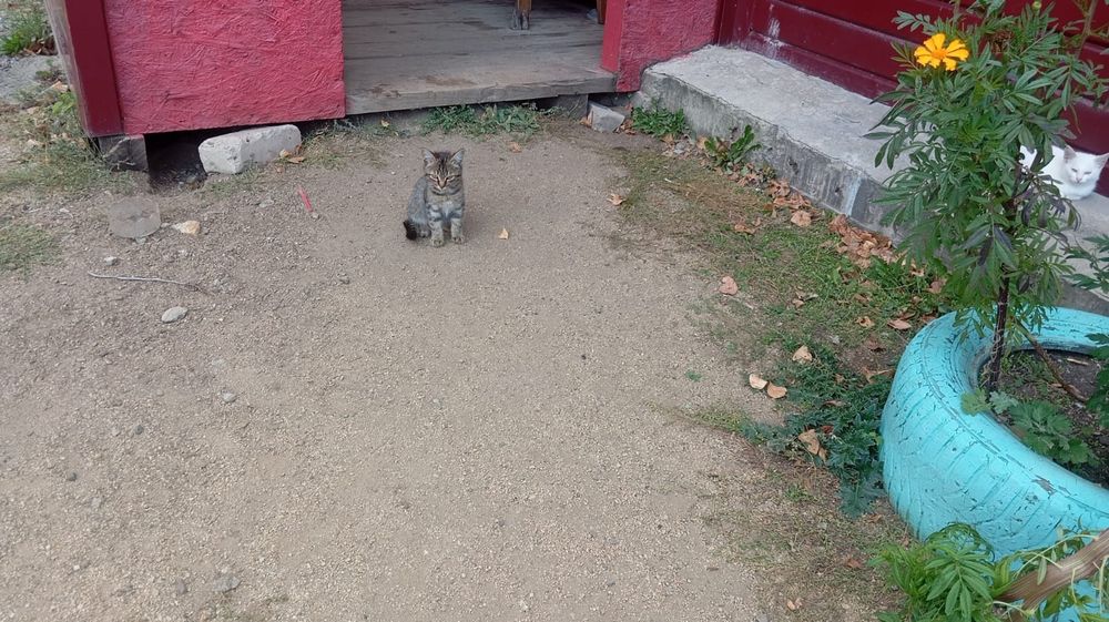 Отдам котят в добрые руки