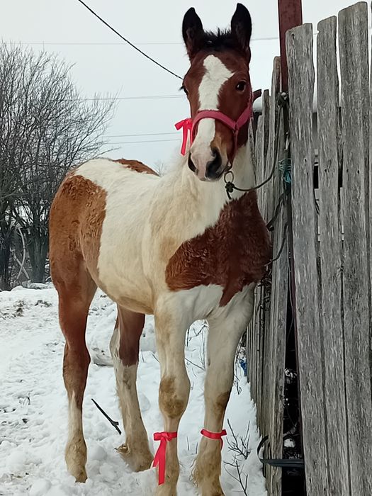 Vand mânz gipsy vanar 4 luni