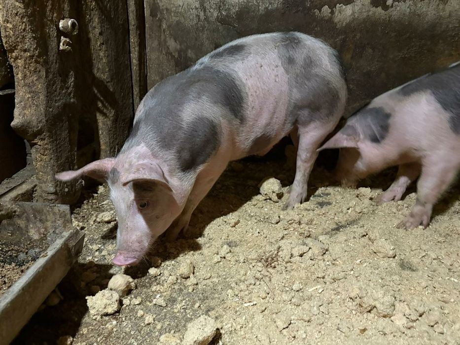 Кабанчик  дюрок+петрен