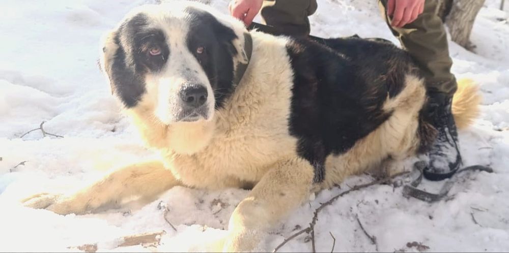 Кому.ОхРаниКи,кОмпаНьеНы,сТорожа