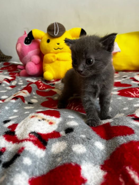 Котята за шоколадку)