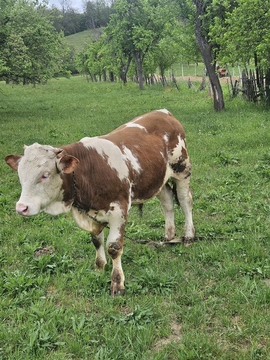 Vand Tauras de 7  luni, Baltata Romaneasca