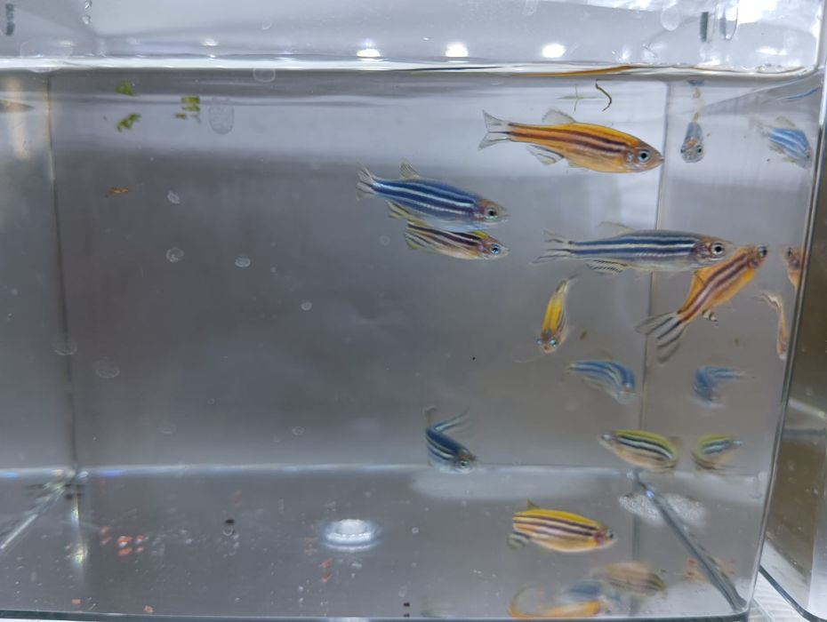 Данио разноцветные