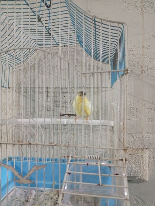 Канарейки на продажу