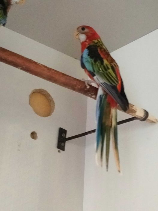 Papagali cântători și rosella, tineret.