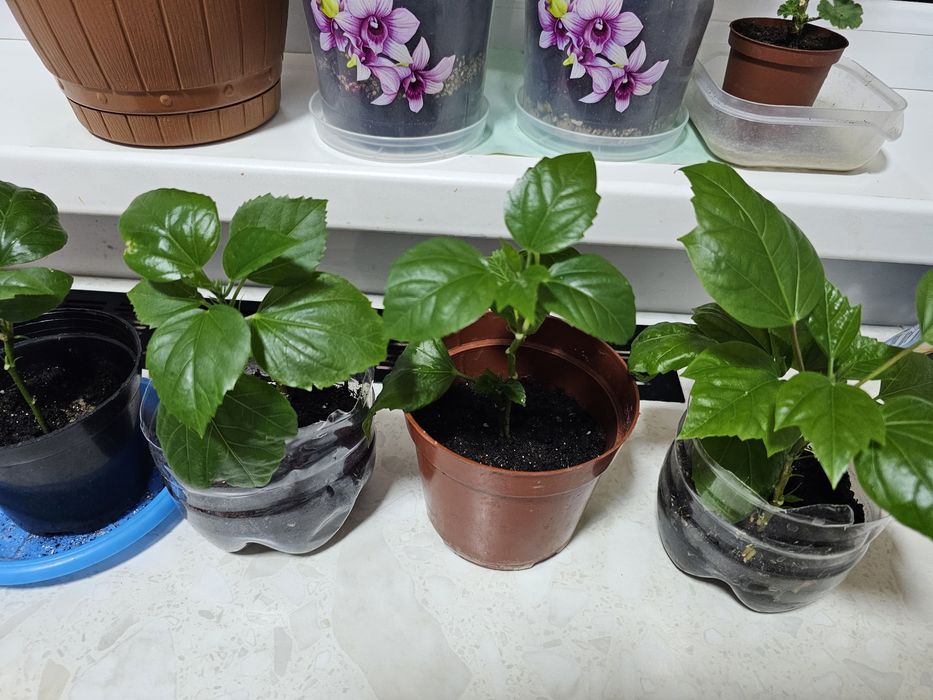 Продам цветы гибискус