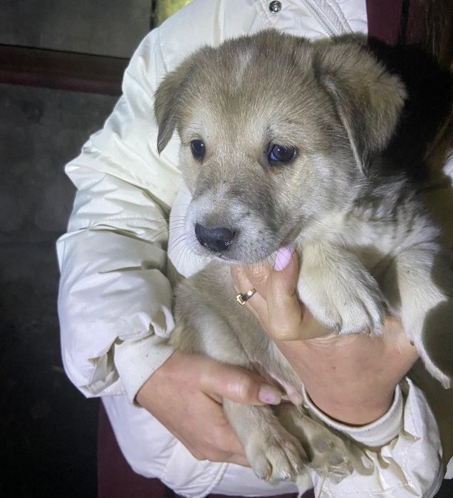 Отдам щенят в добрые руки