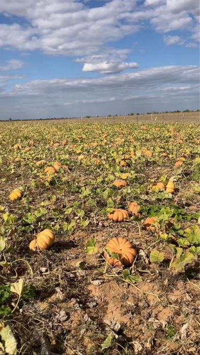 Асқабақ/тыква сорт МУСКАТ