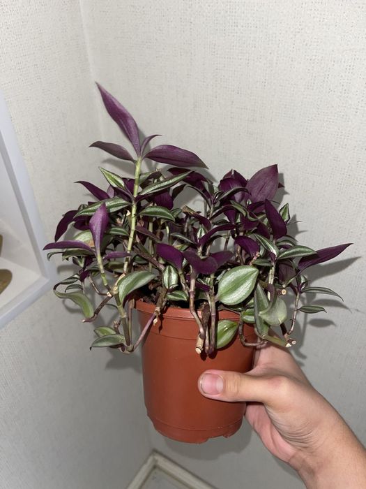 Традесканция зебрина