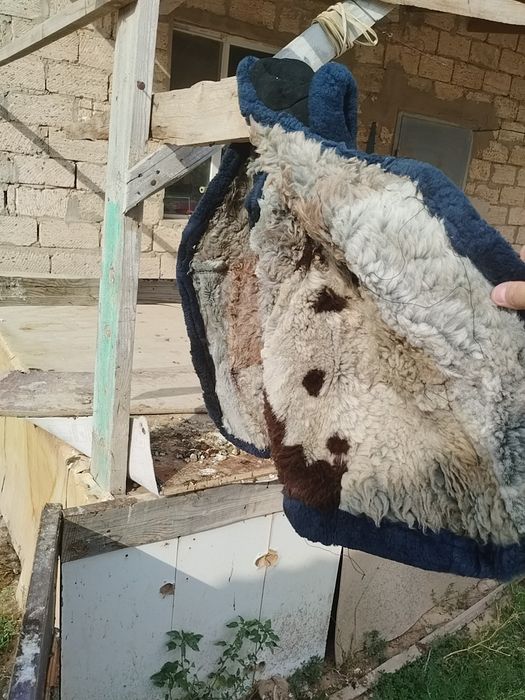 Ассалаумагалейкум