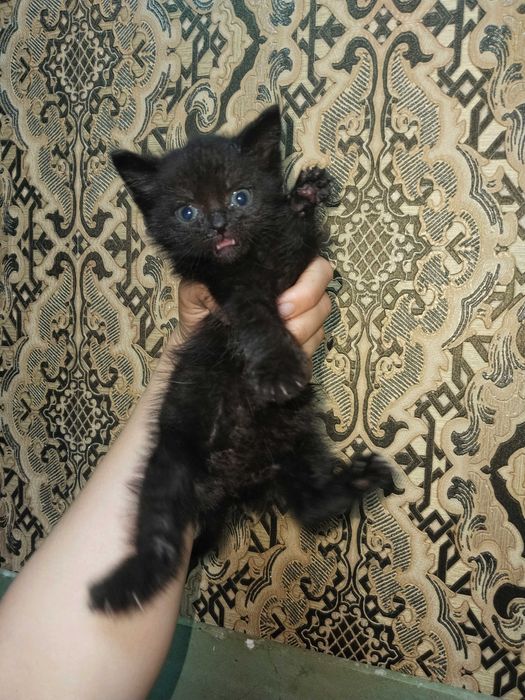 Отдам котят в добрые руки
