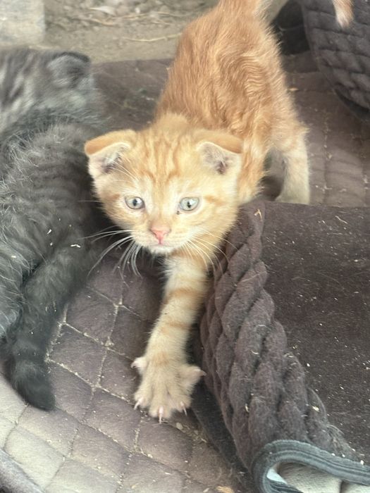 котята вислоухие