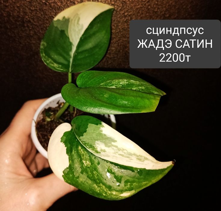 Филодендрон 8500тенге