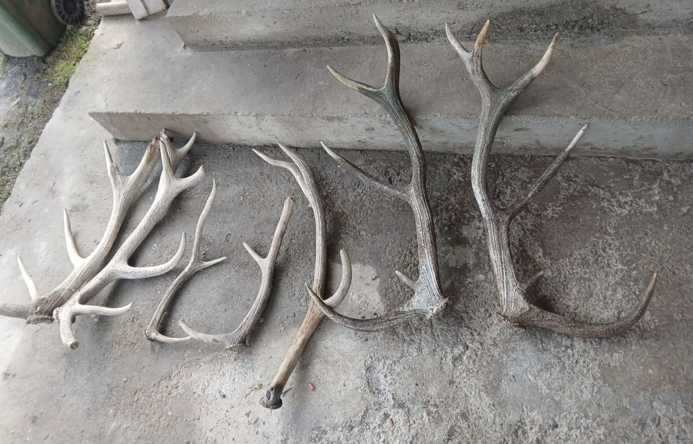 Coarne de cerb preț ne