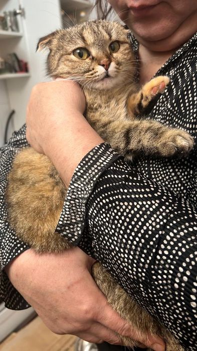 Кошка в добрые руки