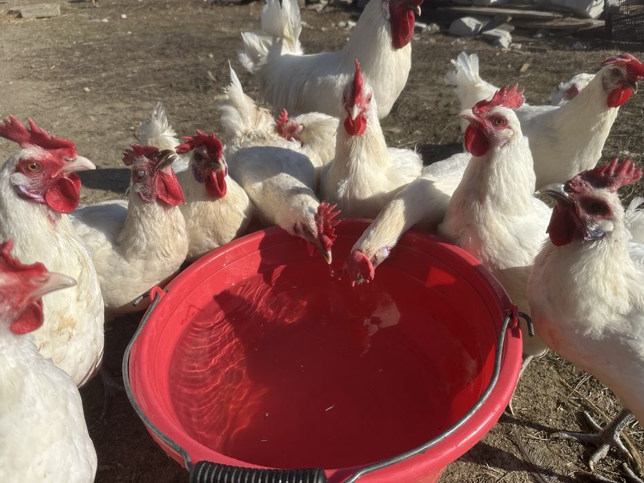 La bress ouă si pui  de o zi