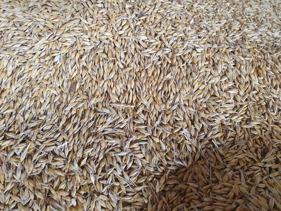 Vand porumb boabe insacuit